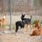 GPAR :: Grupo de Protección Animal de Rute
