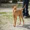 GPAR :: Grupo de Protección Animal de Rute