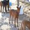 GPAR :: Grupo de Protección Animal de Rute