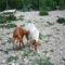 GPAR :: Grupo de Protección Animal de Rute