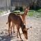 GPAR :: Grupo de Protección Animal de Rute