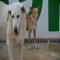 GPAR :: Grupo de Protección Animal de Rute