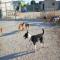 GPAR :: Grupo de Protección Animal de Rute