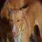 GPAR :: Grupo de Protección Animal de Rute