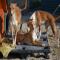 GPAR :: Grupo de Protección Animal de Rute