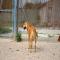 GPAR :: Grupo de Protección Animal de Rute