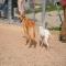 GPAR :: Grupo de Protección Animal de Rute