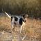 GPAR :: Grupo de Protección Animal de Rute