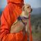 GPAR :: Grupo de Protección Animal de Rute