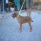 GPAR :: Grupo de Protección Animal de Rute