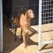 GPAR :: Grupo de Protección Animal de Rute
