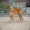 GPAR :: Grupo de Protección Animal de Rute