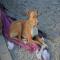 GPAR :: Grupo de Protección Animal de Rute