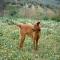 GPAR :: Grupo de Protección Animal de Rute
