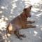 GPAR :: Grupo de Protección Animal de Rute