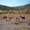 GPAR :: Grupo de Protección Animal de Rute