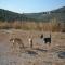 GPAR :: Grupo de Protección Animal de Rute