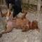 GPAR :: Grupo de Protección Animal de Rute