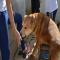 GPAR :: Grupo de Protección Animal de Rute