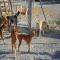 GPAR :: Grupo de Protección Animal de Rute