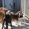 GPAR :: Grupo de Protección Animal de Rute