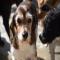 GPAR :: Grupo de Protección Animal de Rute