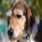GPAR :: Grupo de Protección Animal de Rute