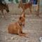 GPAR :: Grupo de Protección Animal de Rute