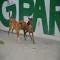 GPAR :: Grupo de Protección Animal de Rute