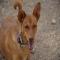 GPAR :: Grupo de Protección Animal de Rute