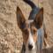 GPAR :: Grupo de Protección Animal de Rute