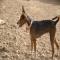 GPAR :: Grupo de Protección Animal de Rute