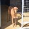 GPAR :: Grupo de Protección Animal de Rute