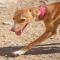 GPAR :: Grupo de Protección Animal de Rute