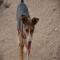 GPAR :: Grupo de Protección Animal de Rute