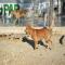 GPAR :: Grupo de Protección Animal de Rute