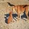 GPAR :: Grupo de Protección Animal de Rute