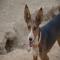 GPAR :: Grupo de Protección Animal de Rute