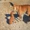GPAR :: Grupo de Protección Animal de Rute