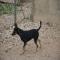 GPAR :: Grupo de Protección Animal de Rute