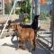 GPAR :: Grupo de Protección Animal de Rute