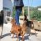 GPAR :: Grupo de Protección Animal de Rute