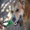 GPAR :: Grupo de Protección Animal de Rute