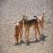 GPAR :: Grupo de Protección Animal de Rute