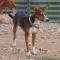 GPAR :: Grupo de Protección Animal de Rute