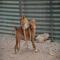 GPAR :: Grupo de Protección Animal de Rute