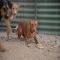 GPAR :: Grupo de Protección Animal de Rute