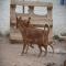 GPAR :: Grupo de Protección Animal de Rute