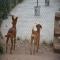 GPAR :: Grupo de Protección Animal de Rute