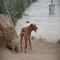 GPAR :: Grupo de Protección Animal de Rute